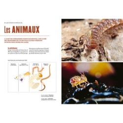 La vie du sol de nos jardins