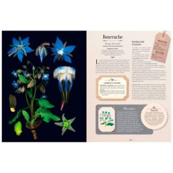 L'Alchemille - Herbier Plantes médicinales