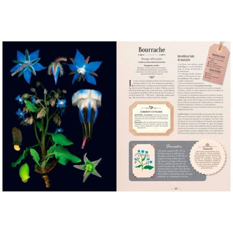 L'Herbier des plantes qui guérissent