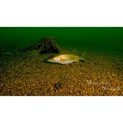 Wallonie Sauvage / Biodiversité - DVD Wallonie Sauvage / Biodiversité - DVD