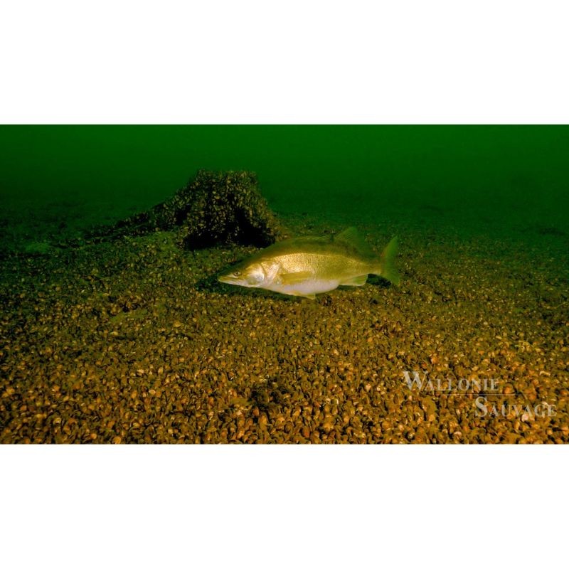 Wallonie Sauvage / Biodiversité - DVD Wallonie Sauvage / Biodiversité - DVD