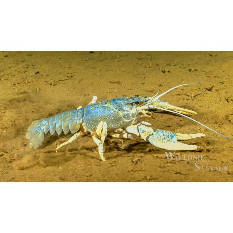 Wallonie Sauvage / Biodiversité - DVD Wallonie Sauvage / Biodiversité - DVD