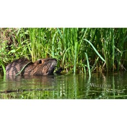 Wallonie Sauvage / Biodiversité - DVD Wallonie Sauvage / Biodiversité - DVD