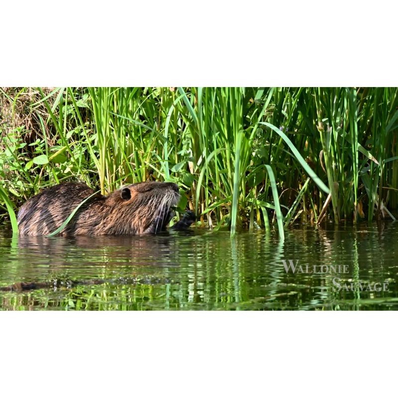 Wallonie Sauvage / Biodiversité - DVD Wallonie Sauvage / Biodiversité - DVD