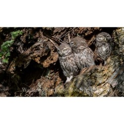 Wallonie Sauvage / Biodiversité - DVD Wallonie Sauvage / Biodiversité - DVD