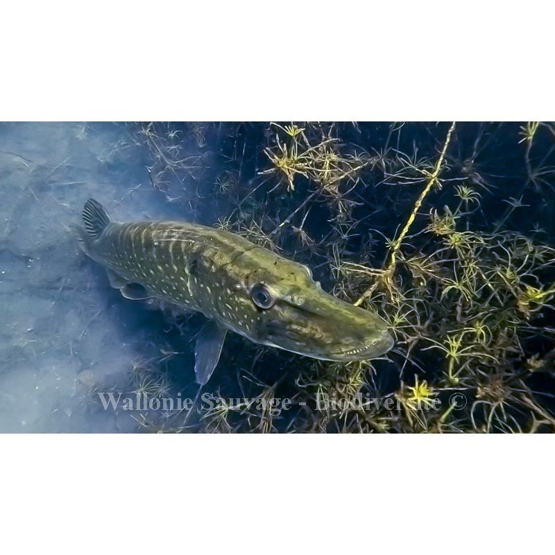 Wallonie Sauvage / Biodiversité - DVD Wallonie Sauvage / Biodiversité - DVD