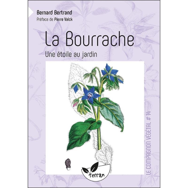 La Bourrache - Une étoile au jardin - Le Compagnon végétal N°14
