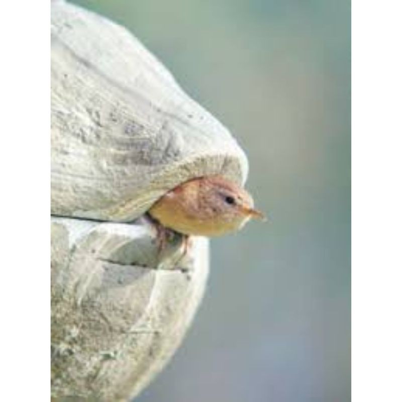 Nichoir pour Troglodyte Mignon - Schwegler (1ZA - 200/6 et 201/3)