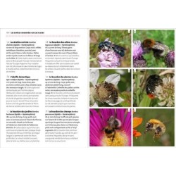 Reconnaître facilement les insectes - Découvrir, observer, identifier, protéger