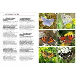 Reconnaître facilement les insectes - Découvrir, observer, identifier, protéger