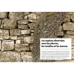 Reconnaître facilement les insectes - Découvrir, observer, identifier, protéger