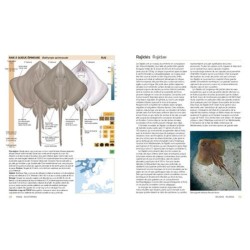 Requins, raies et chimères d'Europe et de Méditerranée Requins, raies et chimères d'Europe et de Méditerranée