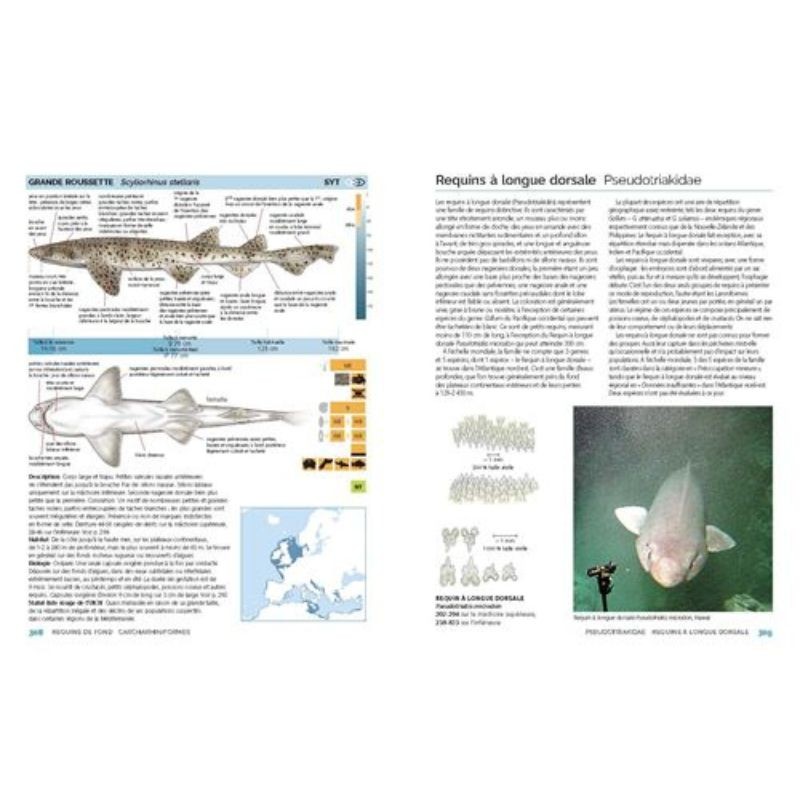 Requins, raies et chimères d'Europe et de Méditerranée