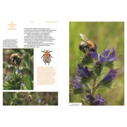 Découvrir les abeilles sauvages Découvrir les abeilles sauvages