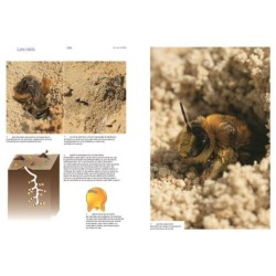 Découvrir les abeilles sauvages Découvrir les abeilles sauvages
