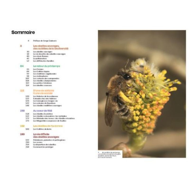 Découvrir les abeilles sauvages