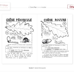 La Hulotte N°7 : Spécial arbres - Guide des 40 arbres les plus courants des Ardennes