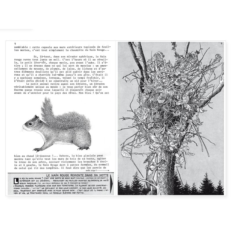 La Hulotte N°36/37 : Spécial Epicéa - L'Ecureuil - Le grand procès des Epicéas - Cônes intacts, cônes rongés La Hulotte N°36/37 : Spécial Epicéa - L'Ecureuil - Le grand procès des Epicéas - Cônes intacts, cônes rongés