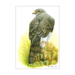 Autour des palombes - Carte d'André Buzin