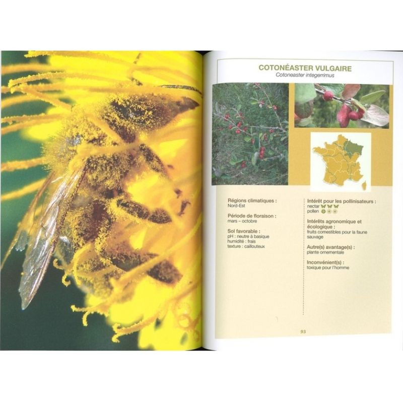 Planter des haies refuges pour les pollinisateurs