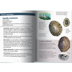 Coquillages marins - Les petits livres de la nature