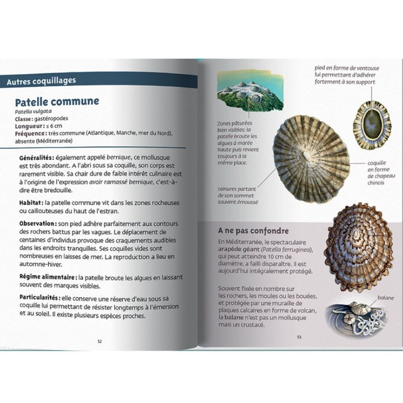 Coquillages marins - Les petits livres de la nature