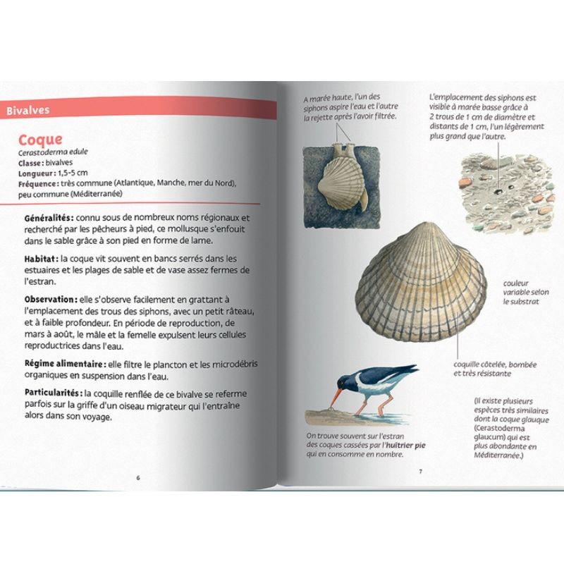 Coquillages marins - Les petits livres de la nature
