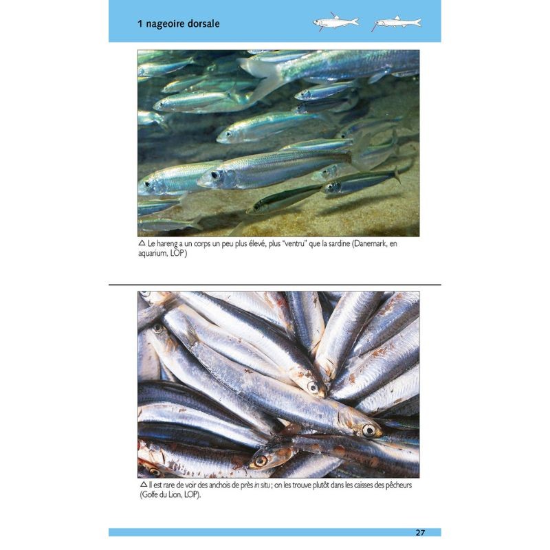 Poissons marins - 180 espèces de nos côtes