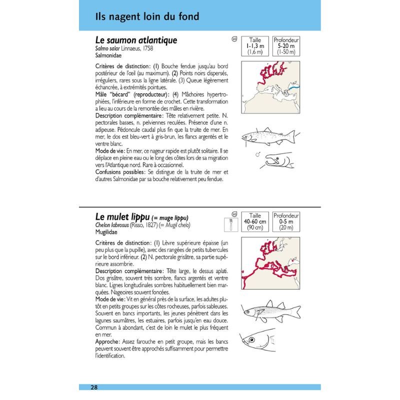 Poissons marins - 180 espèces de nos côtes