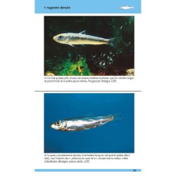 Poissons marins - 180 espèces de nos côtes Poissons marins - 180 espèces de nos côtes