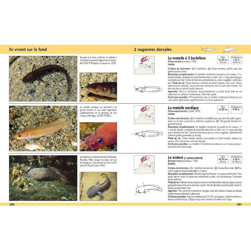Guide d'identification des poissons marins - Europe et Méditerranée
