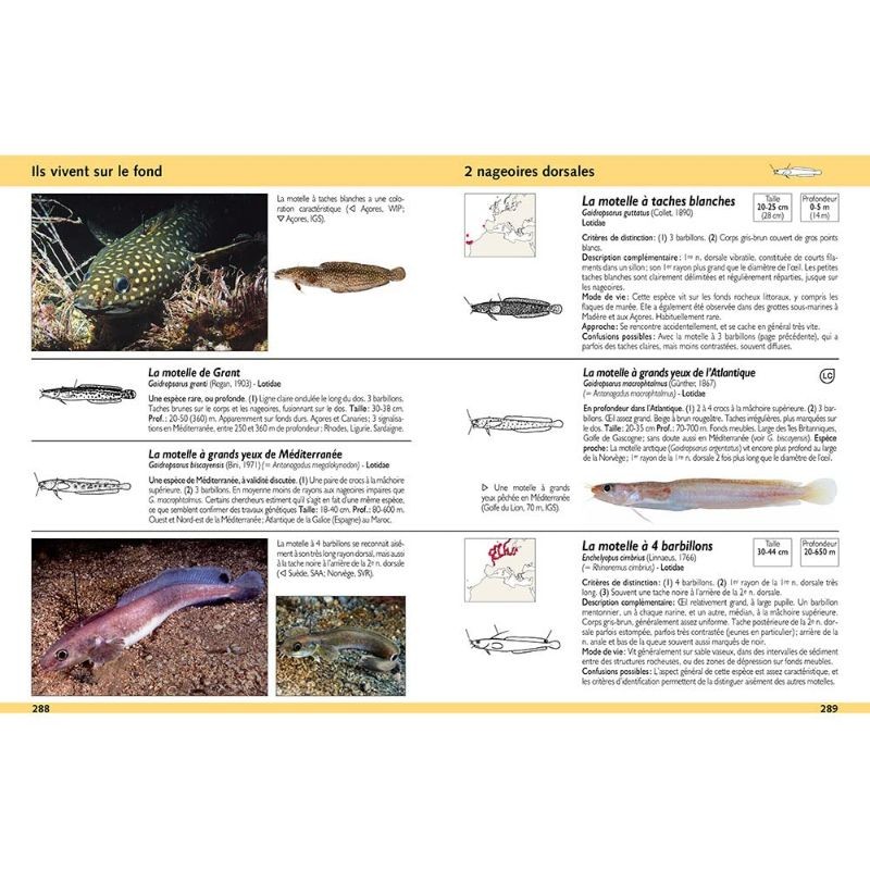 Guide d'identification des poissons marins - Europe et Méditerranée