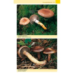Champignons - Guide Nature Champignons - Guide Nature