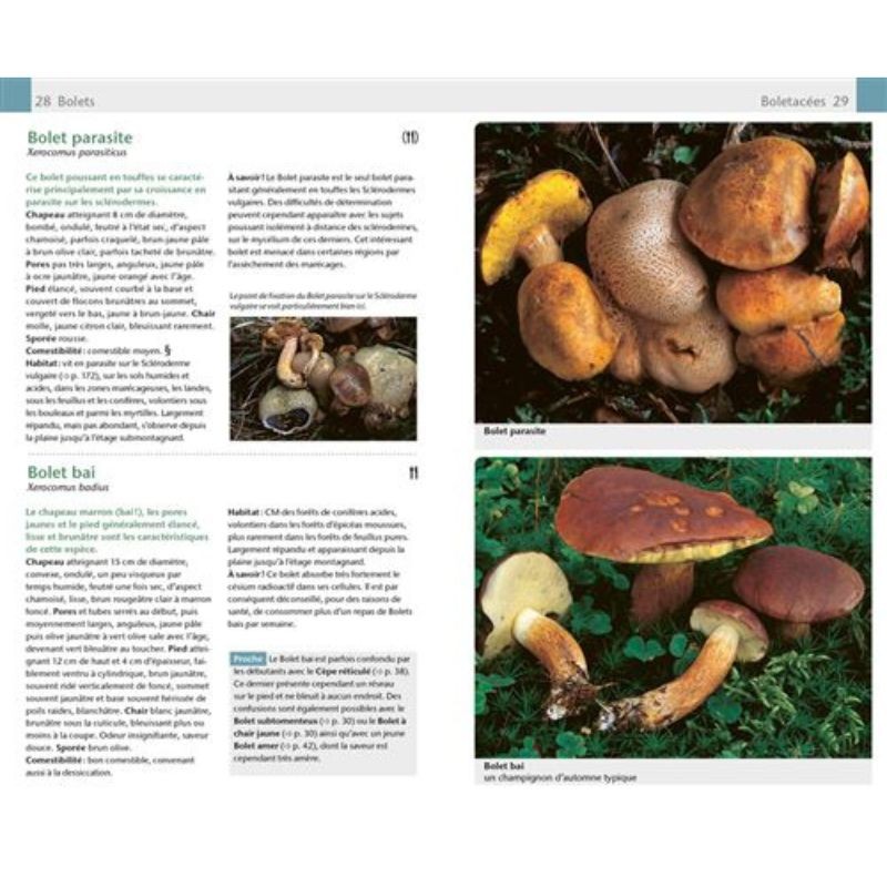 Champignons - Guide Nature