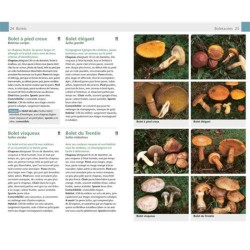 Champignons - Guide Nature Champignons - Guide Nature