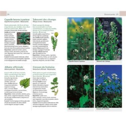 Fleurs sauvages - Guide Nature Fleurs sauvages - Guide Nature