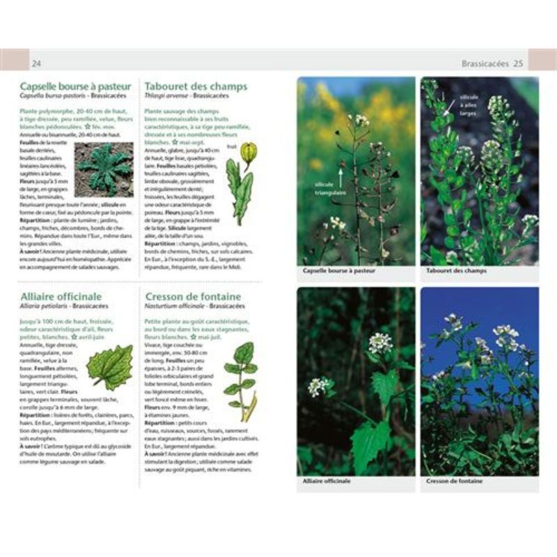 Fleurs sauvages - Guide Nature