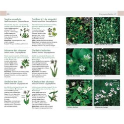 Fleurs sauvages - Guide Nature Fleurs sauvages - Guide Nature