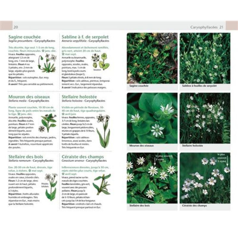 Fleurs sauvages - Guide Nature