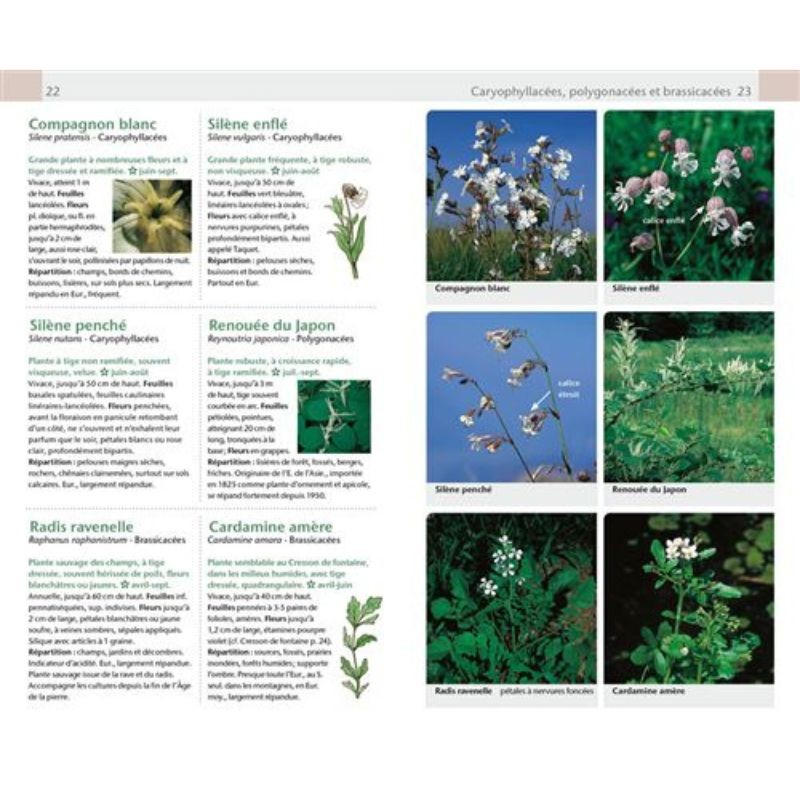 Fleurs sauvages - Guide Nature