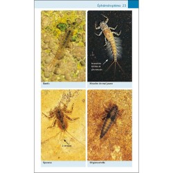 Insectes - Guide Nature