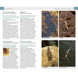 Insectes - Guide Nature