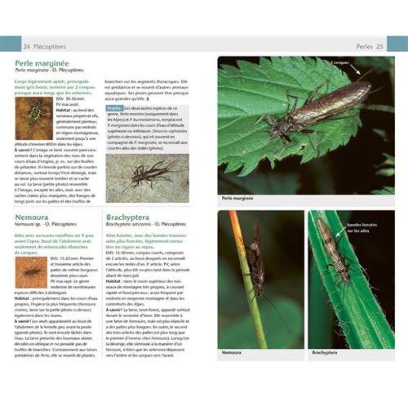 Insectes - Guide Nature