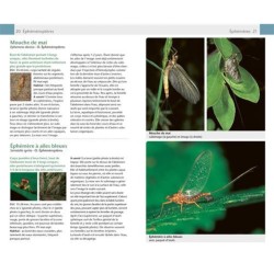 Insectes - Guide Nature