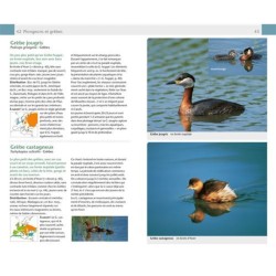 Oiseaux - Guide Nature Oiseaux - Guide Nature