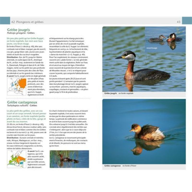 Oiseaux - Guide Nature