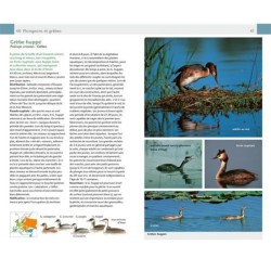 Oiseaux - Guide Nature Oiseaux - Guide Nature