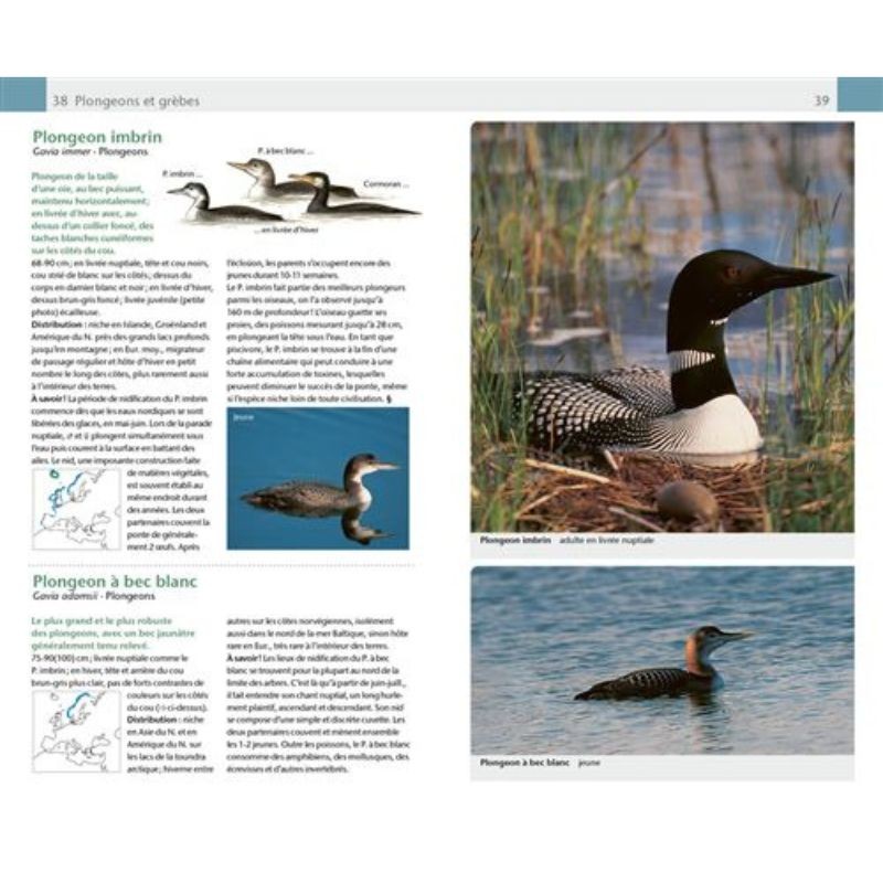Oiseaux - Guide Nature