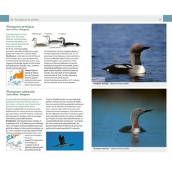 Oiseaux - Guide Nature Oiseaux - Guide Nature