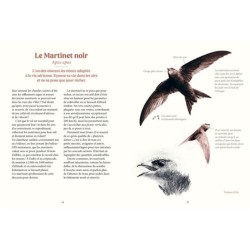 Les oiseaux de nos jardins & leur vie secrète Les oiseaux de nos jardins & leur vie secrète